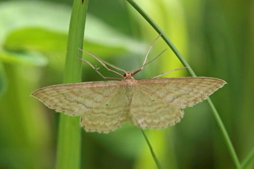 Réf. 205 657 : Idaea macilentaria